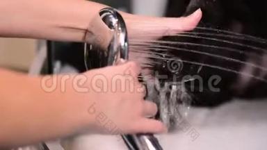 女孩用<strong>洗洁精</strong>在淋浴间给拉布拉多洗爪子，特写